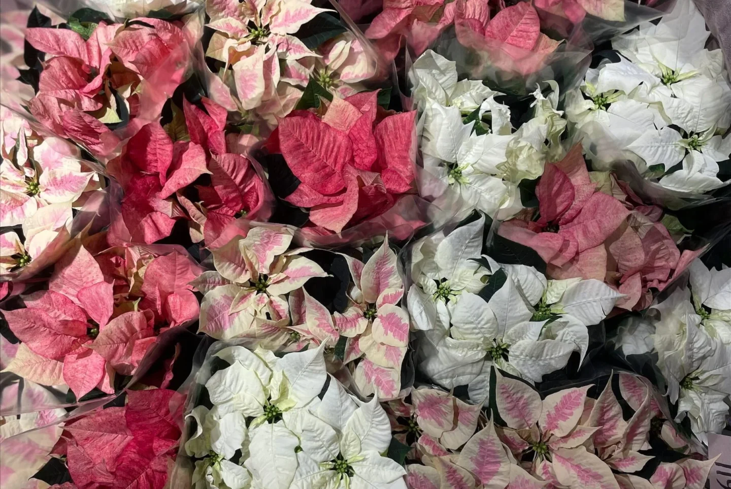 Årers julblommor Kunshgolmen