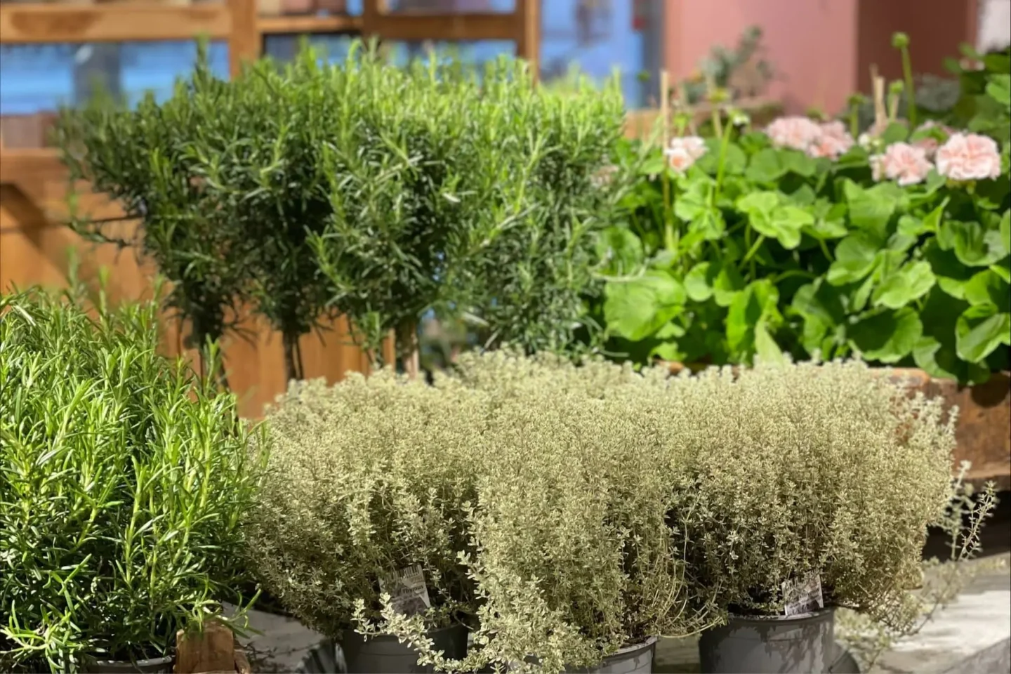 Rosmarin, timjan och pelargoner