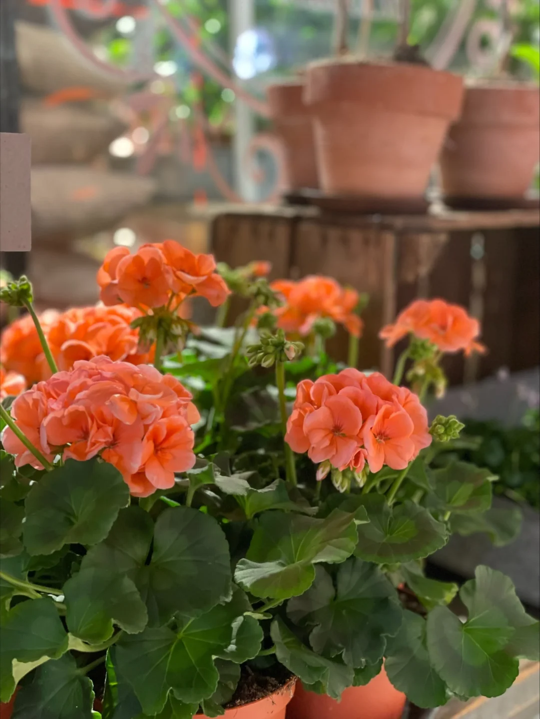 pelargoner västermalmsgallerian